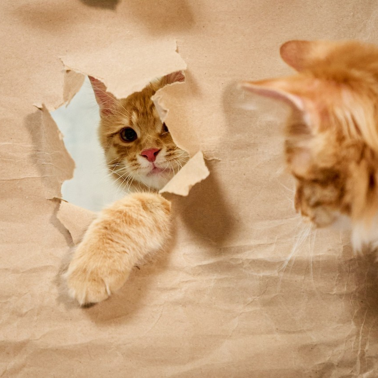 Отзывы. Петр Ступень. Свадебное, семейное фото и видео. Москва. Краснодар