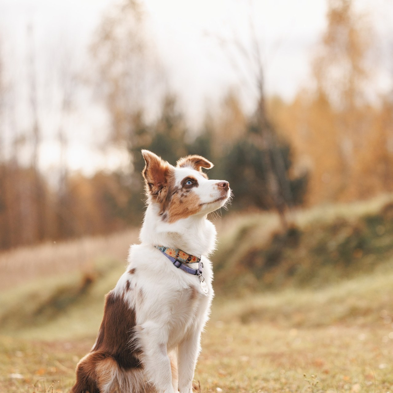 Отзывы. Фотограф анималист Осипчикова Мария
