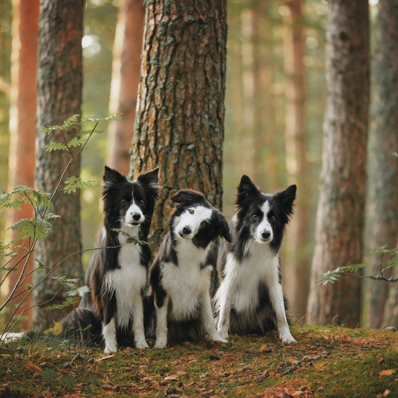 Отзывы. Фотограф анималист Осипчикова Мария