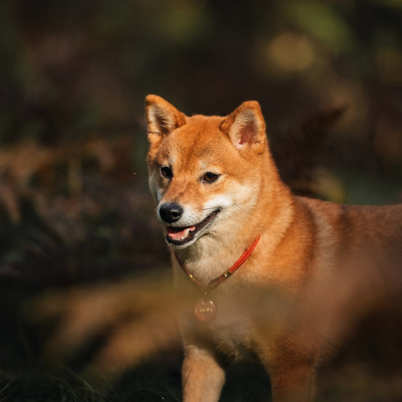 Отзывы. Фотограф анималист Осипчикова Мария
