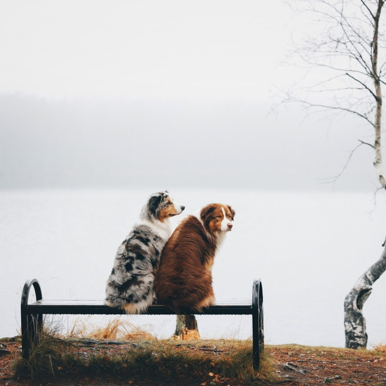 Отзывы. Фотограф анималист Осипчикова Мария