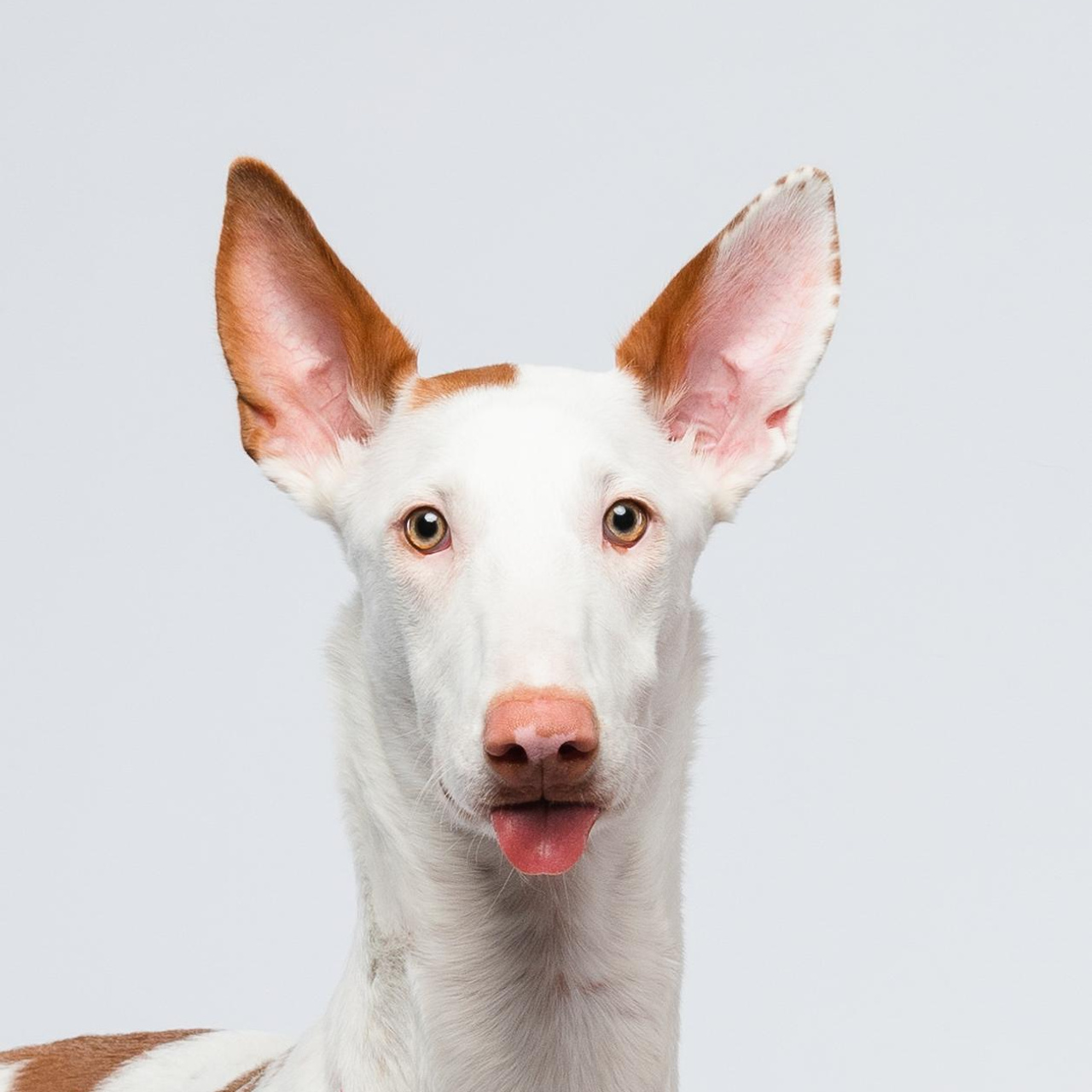 Альма, Вула и Даша