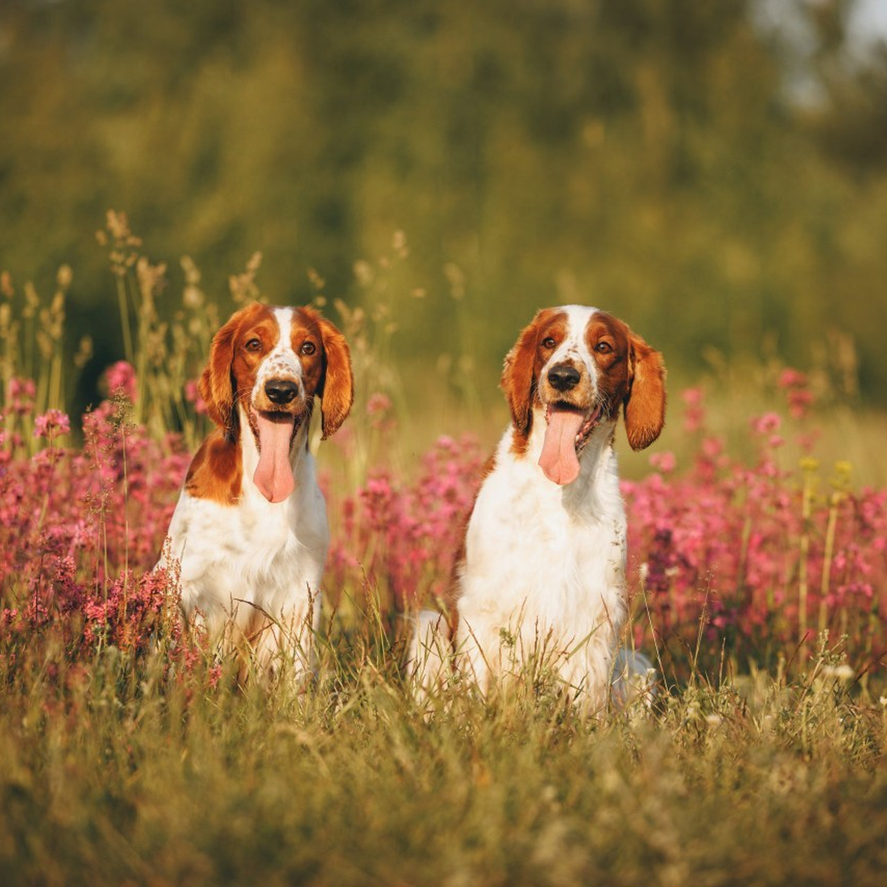 Отзывы. Фотограф анималист Осипчикова Мария