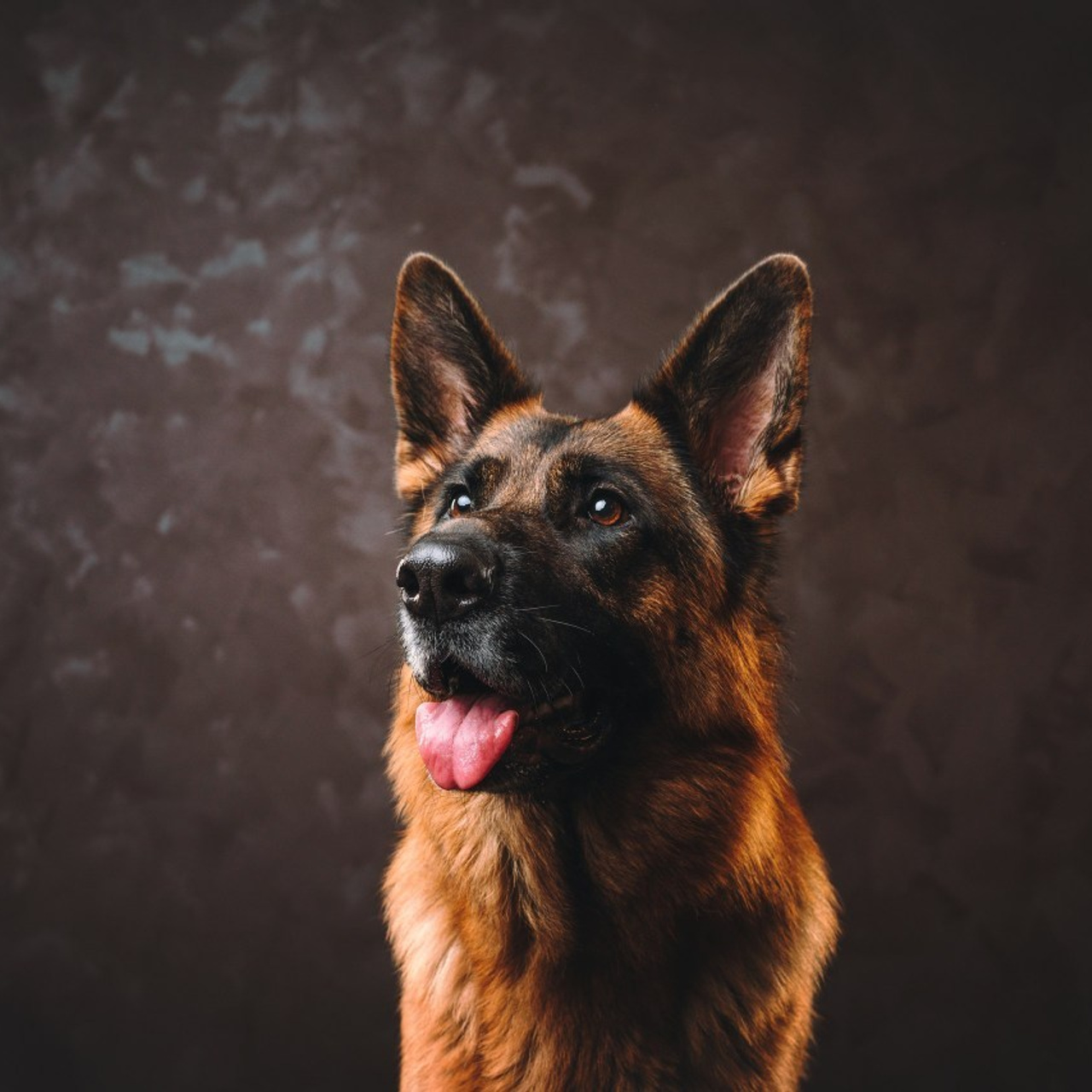 Отзывы. Фотограф анималист Осипчикова Мария