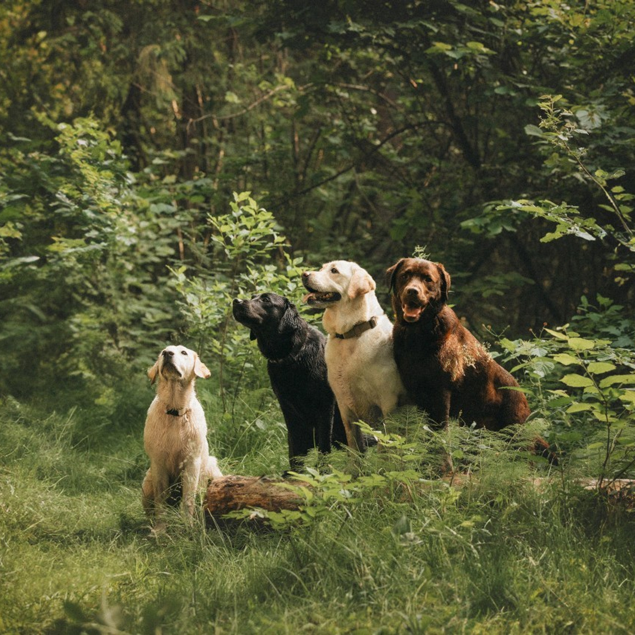 Отзывы. Фотограф анималист Осипчикова Мария