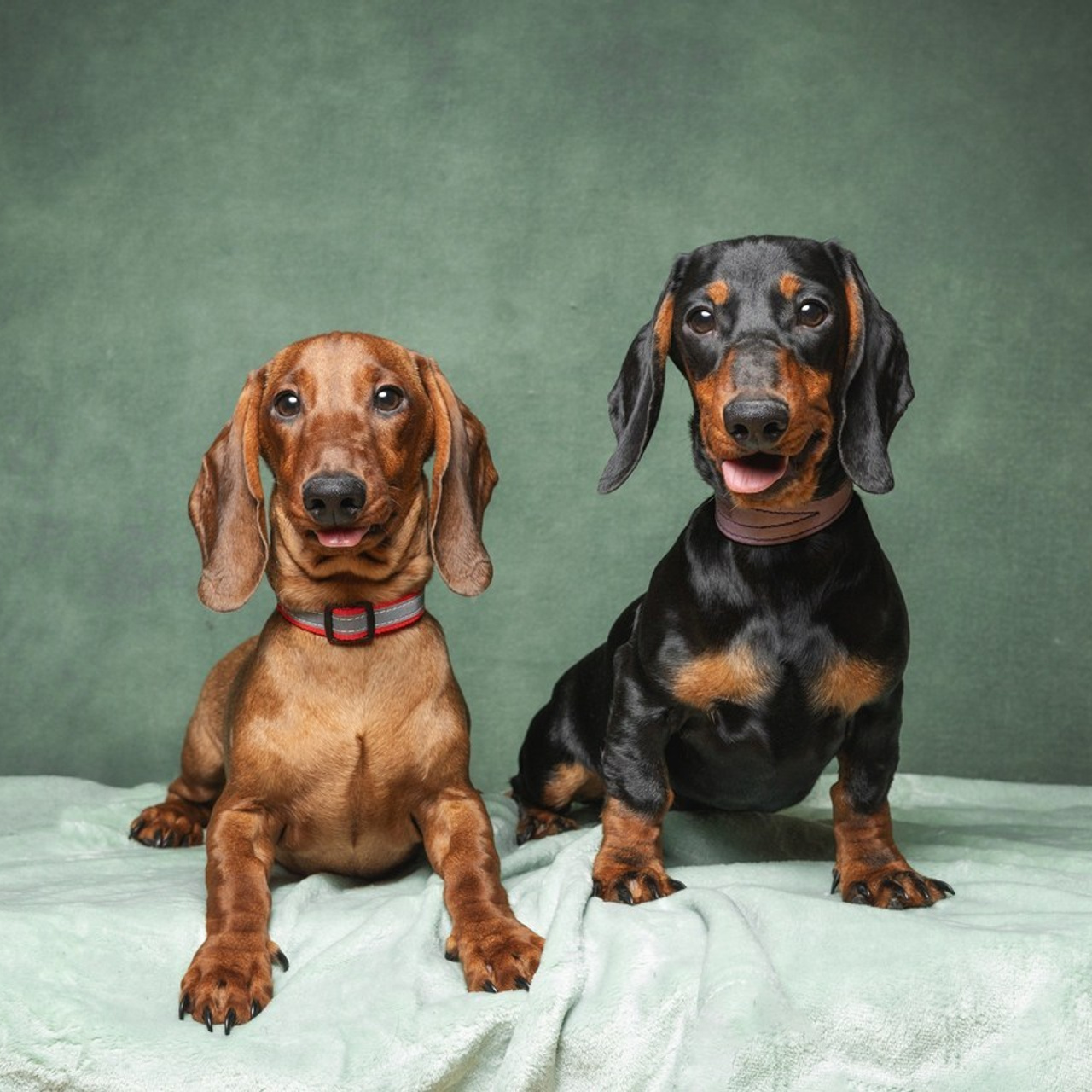 Отзывы. Фотограф анималист Осипчикова Мария