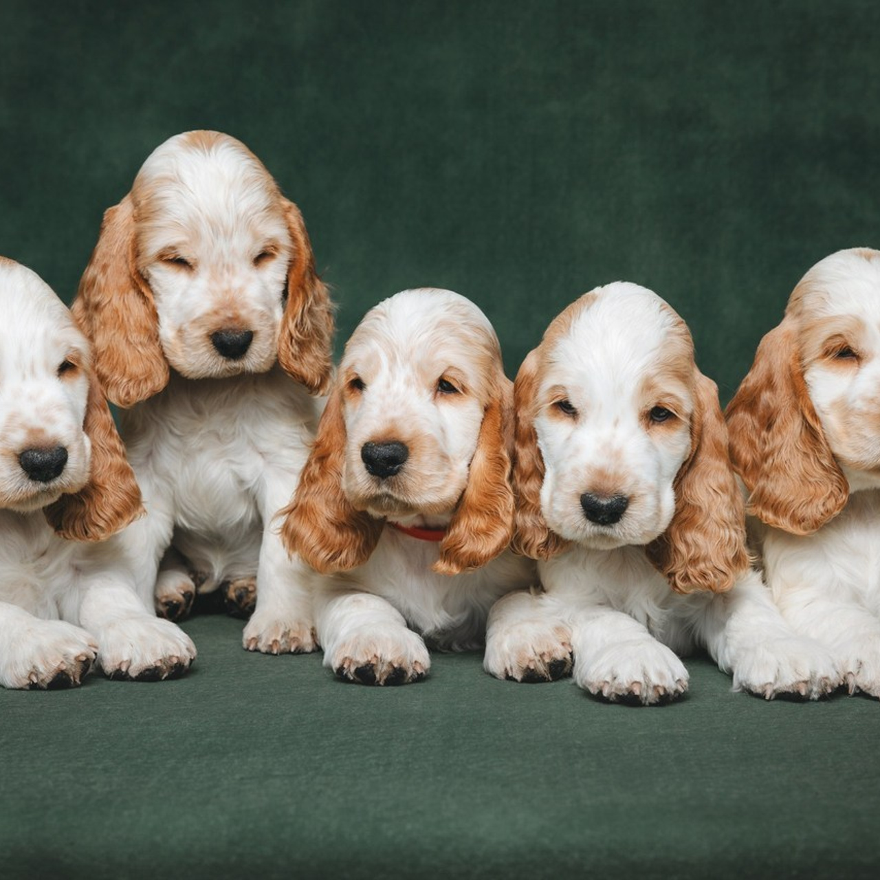 Отзывы. Фотограф анималист Осипчикова Мария