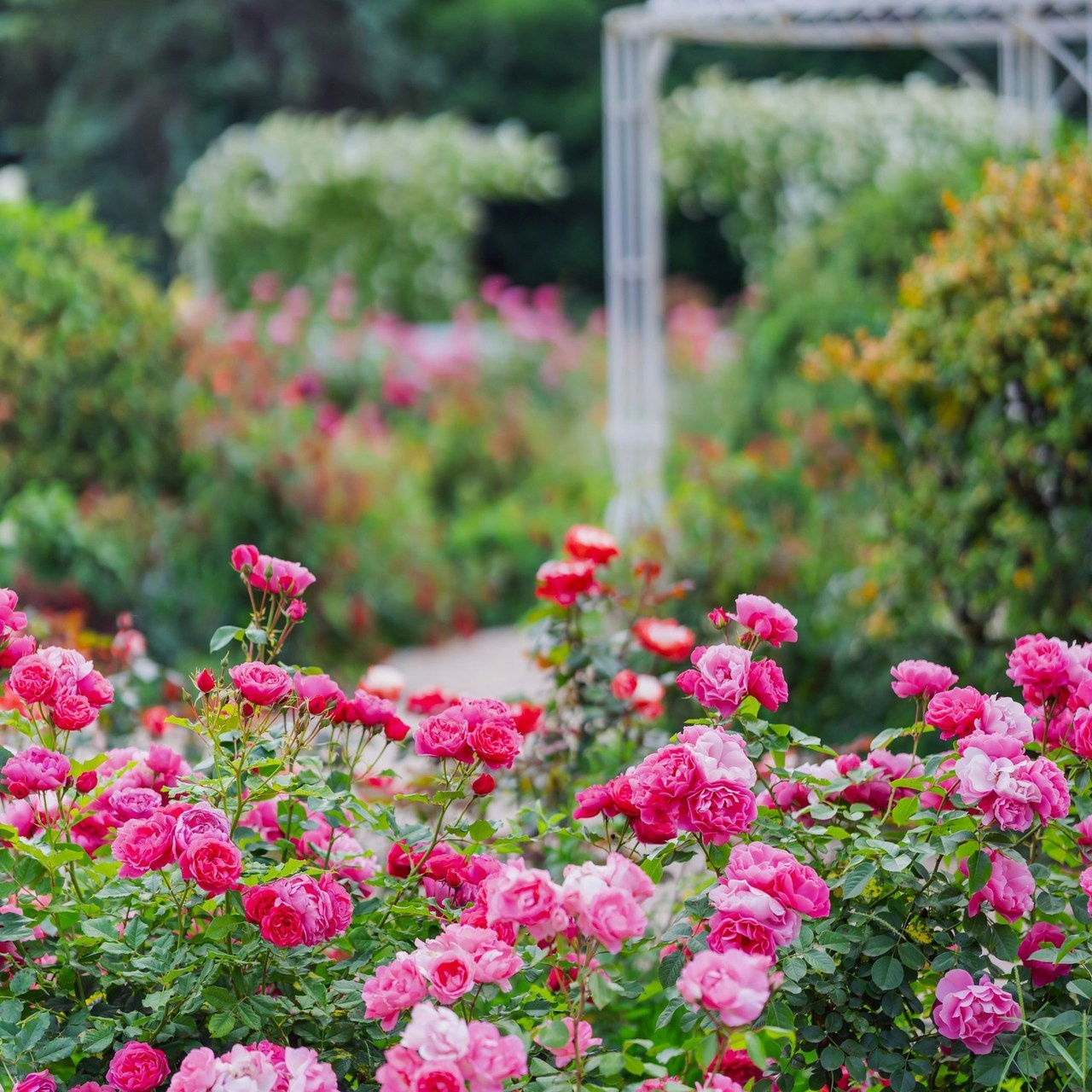 Фотограф Сочи Адлер Красная Поляна Елена Горбачкова