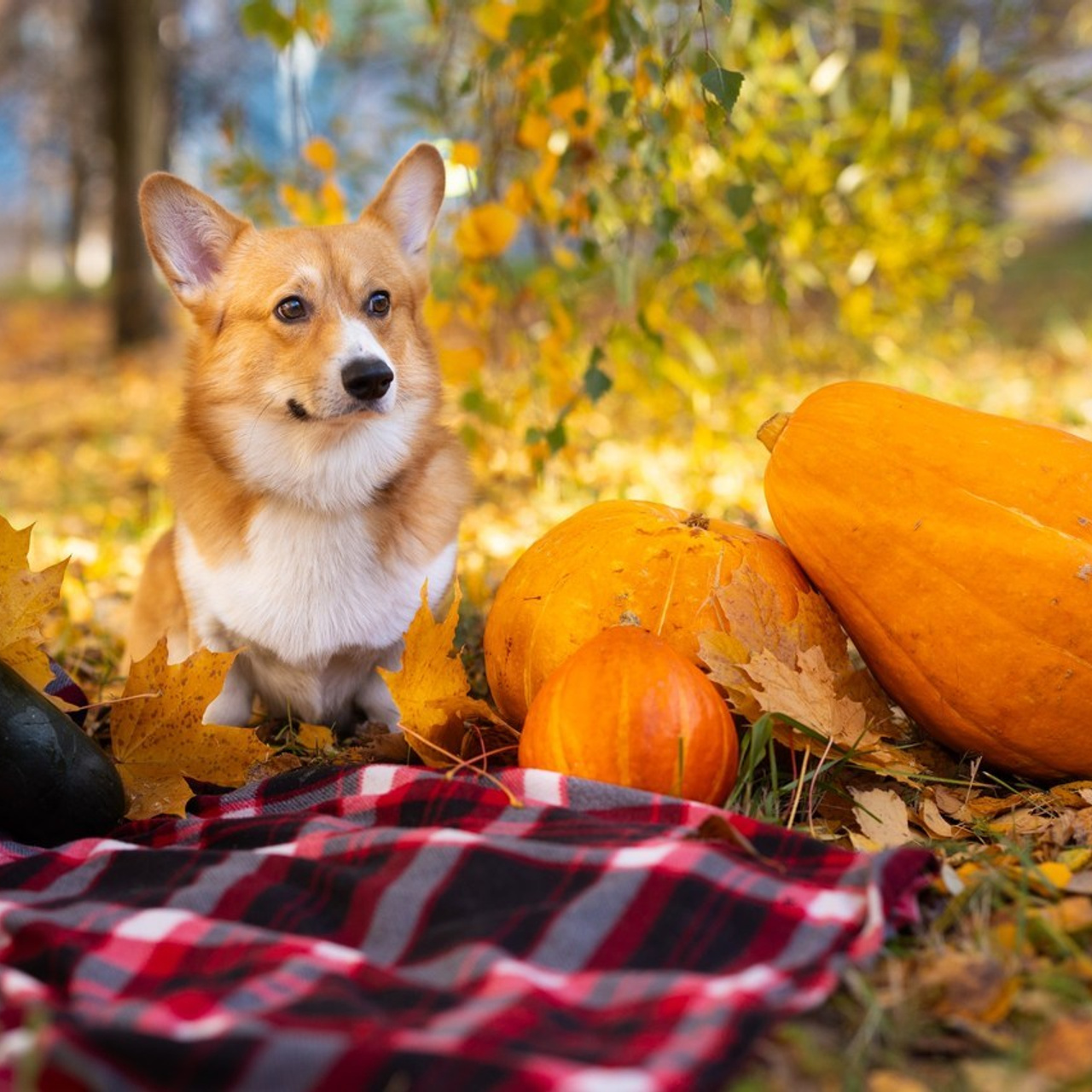 Отзывы. PRO АЛЬБОМ | Выпускные альбомы Иваново Ярославль