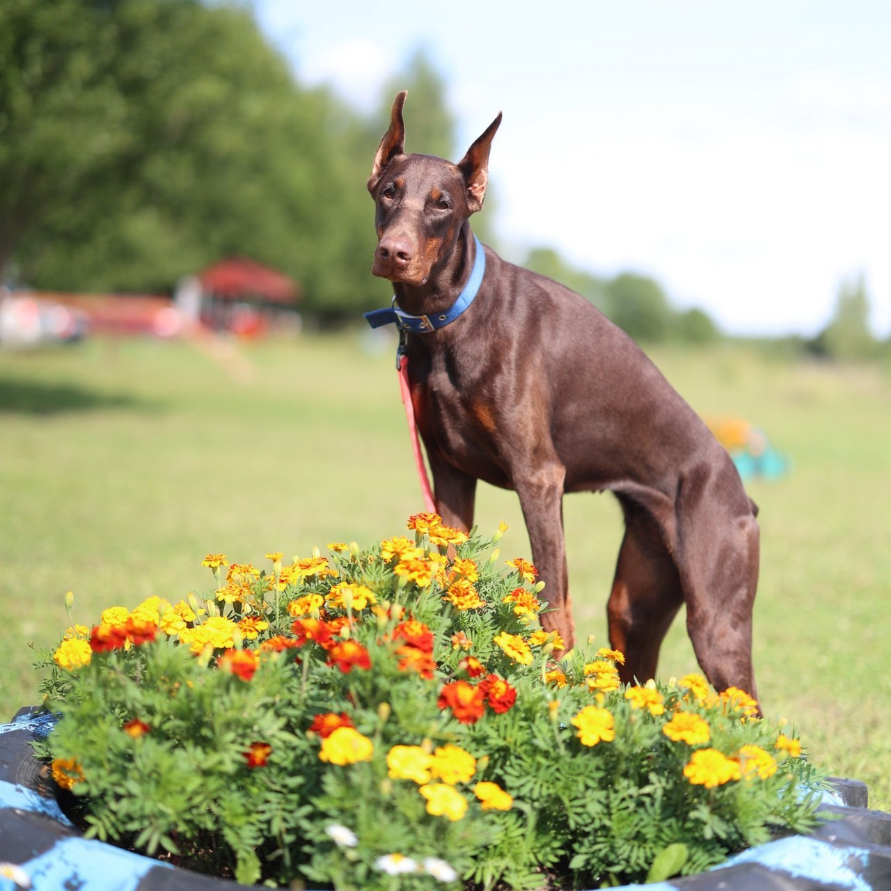 Отзывы. PRO АЛЬБОМ | Выпускные альбомы Иваново Ярославль