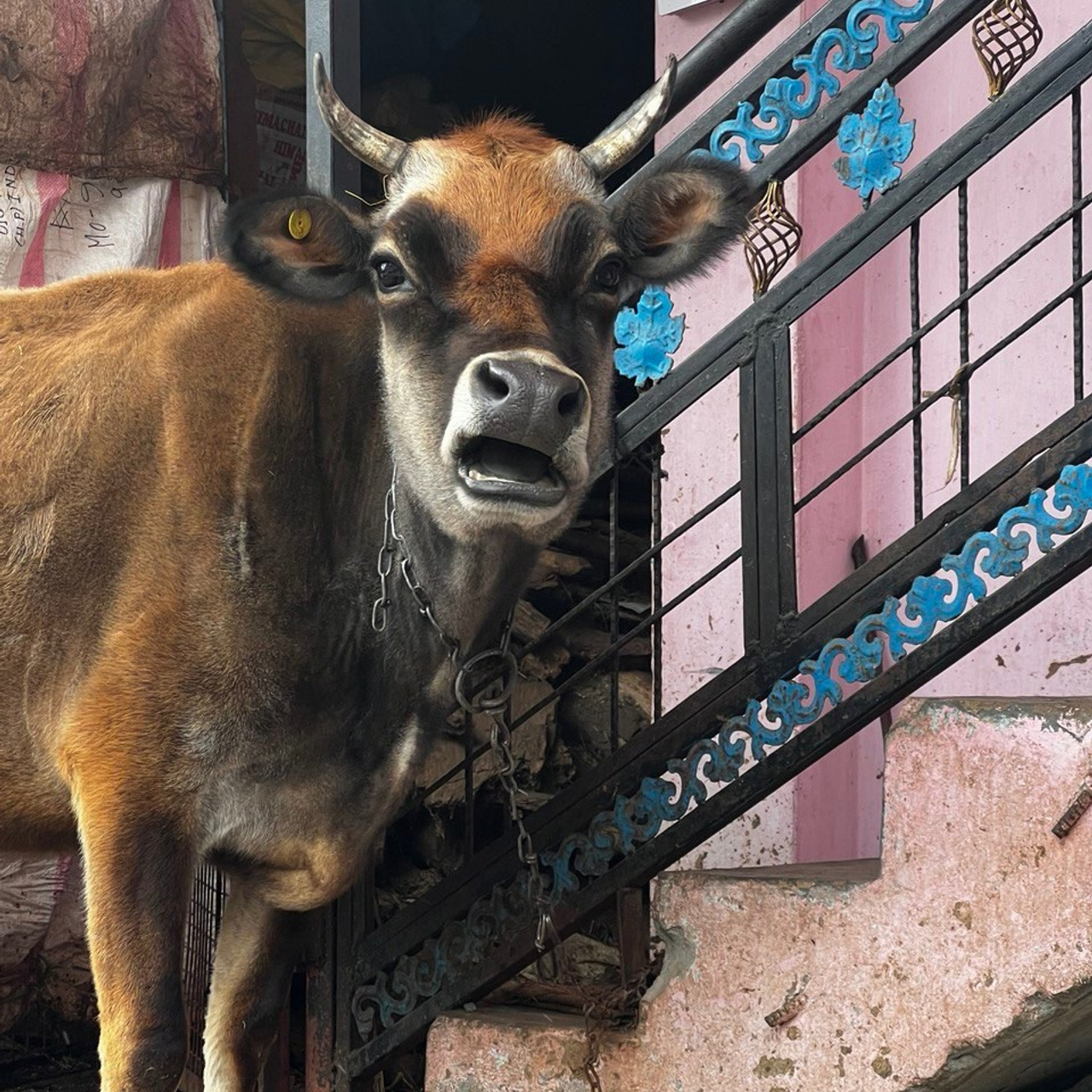 Путешествие в Долину Богов — Манали. Айгуль Лотфуллина. #АйгульТВ. Фотограф в Адлере и Сочи, Красной Поляне