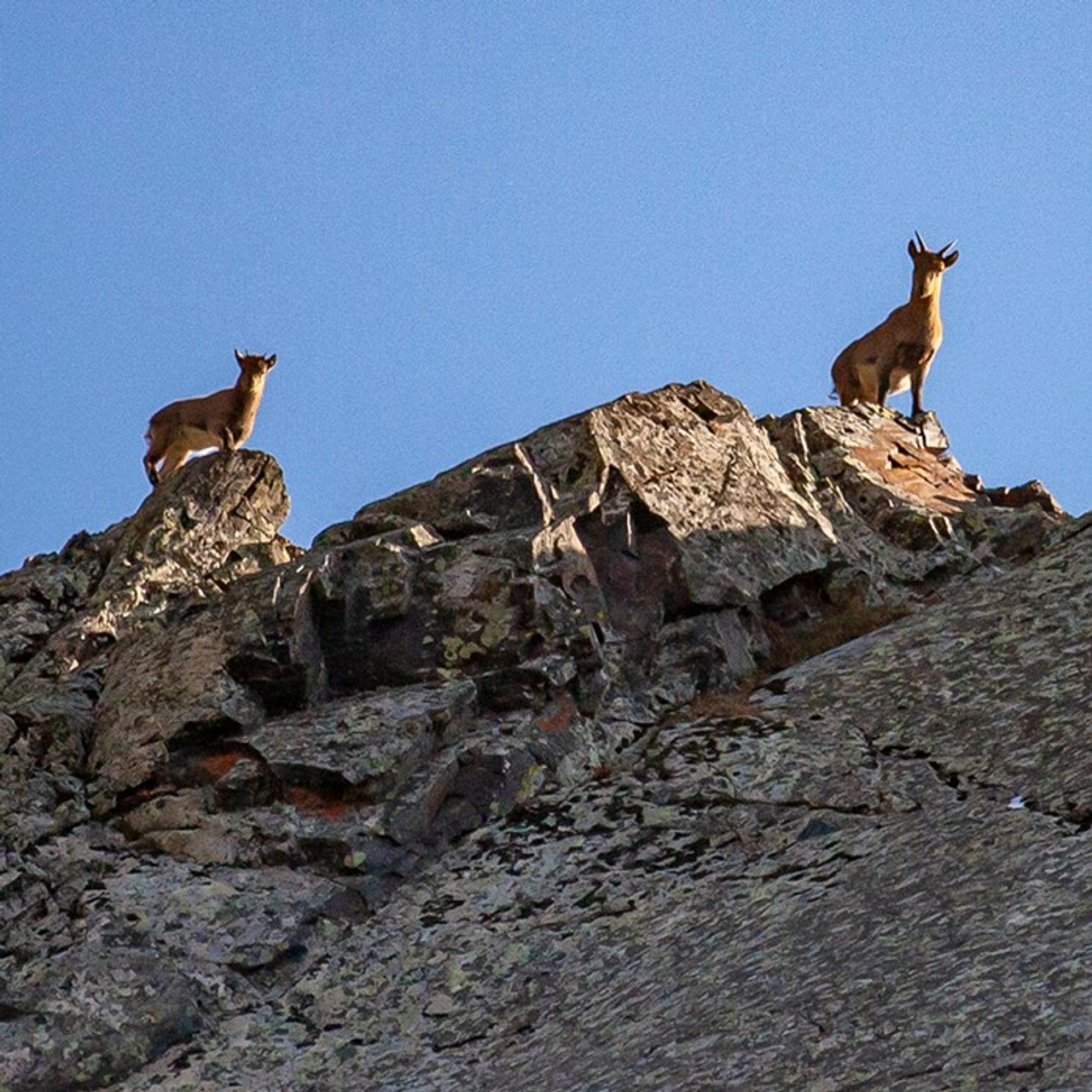 Животный мир