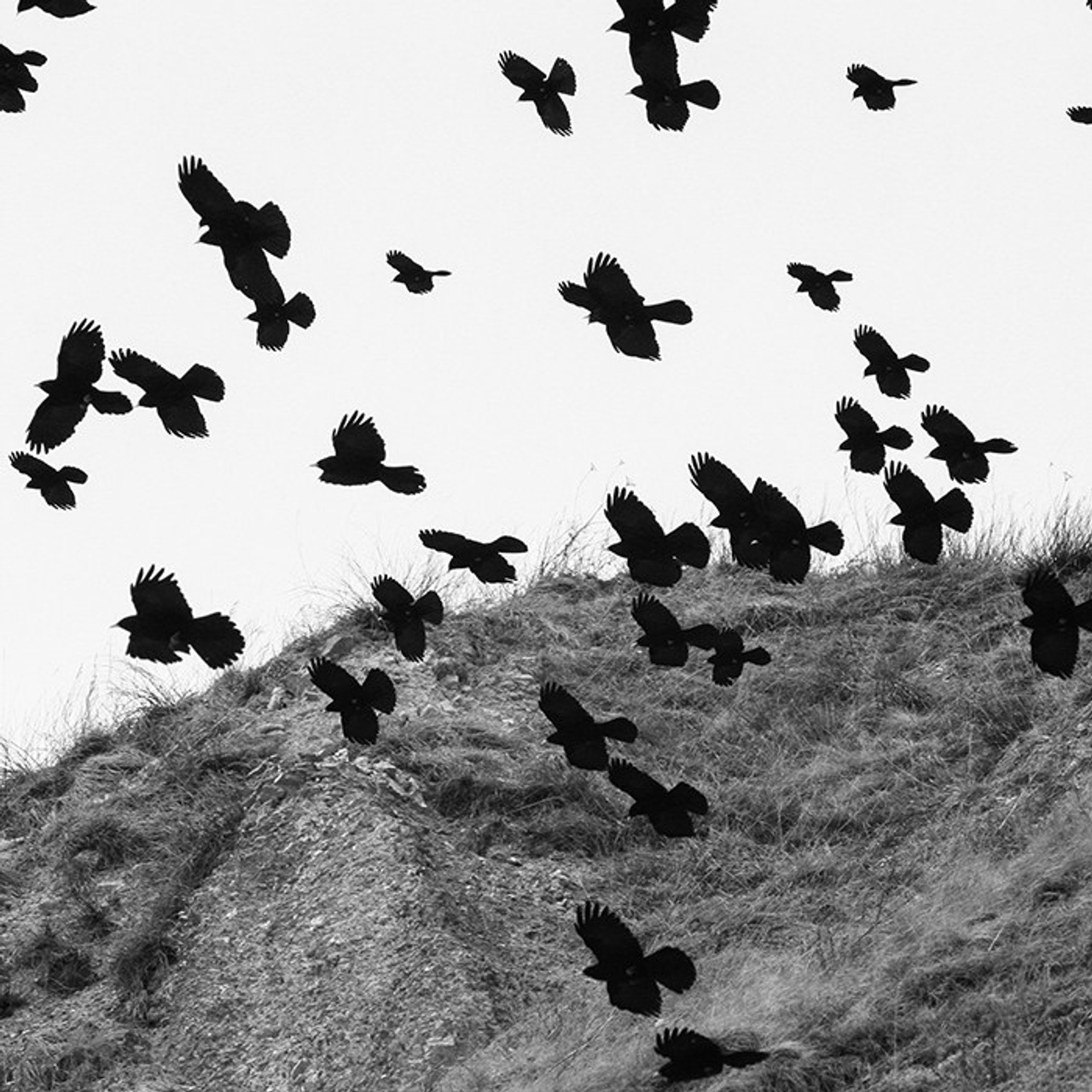 чёрно-белые