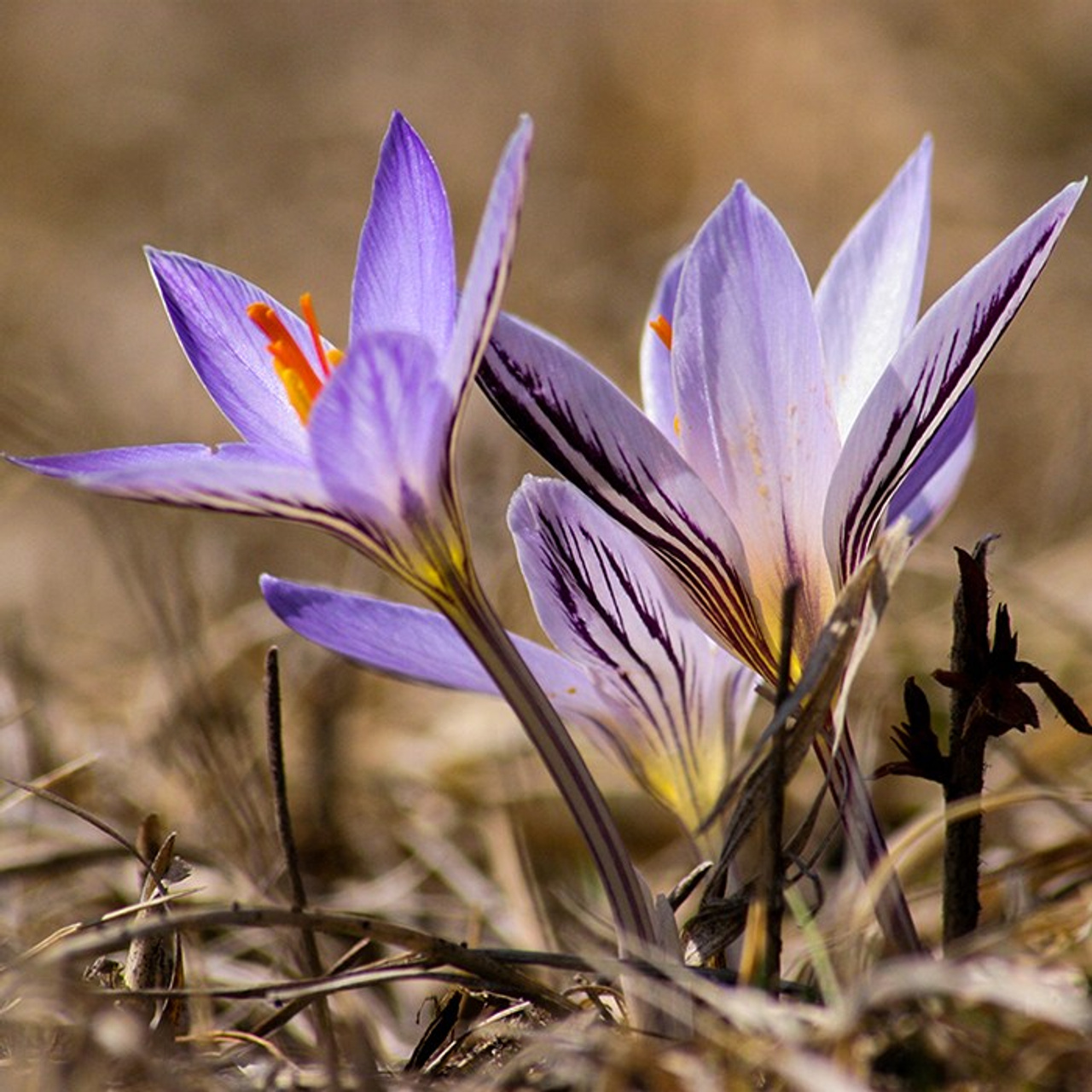 Цветочки-лепесточки