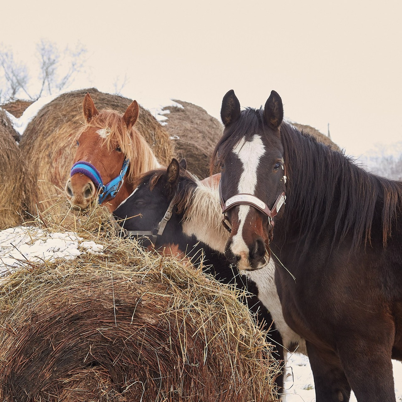 Отзывы. Контент фотограф Мясникова Наталья Абакан/Минусинск