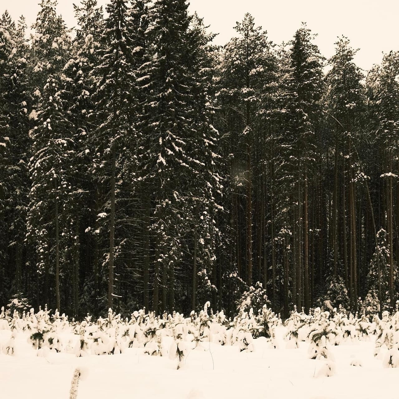 Alekseyes| фото- и видеосъемка для бизнеса в Кирове