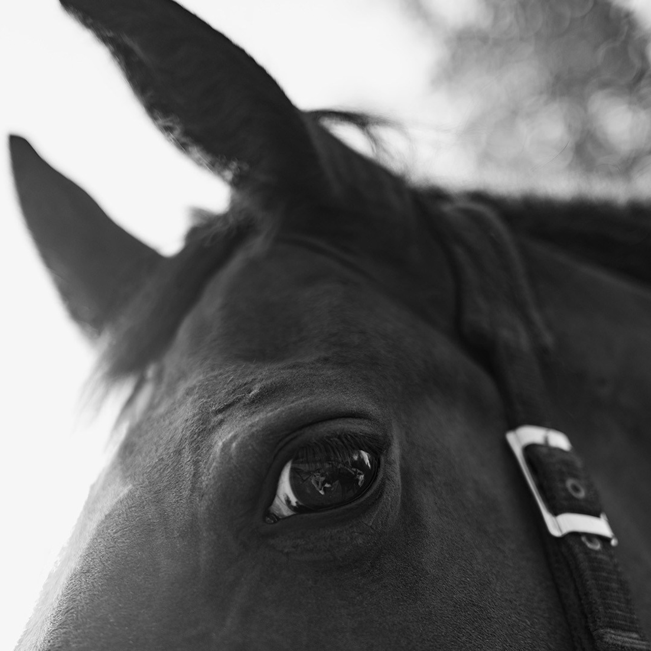 Horses