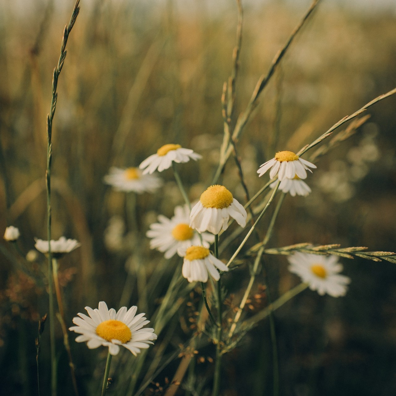 Отзывы. Фотограф Алиса Чечина. Калуга. Товарково