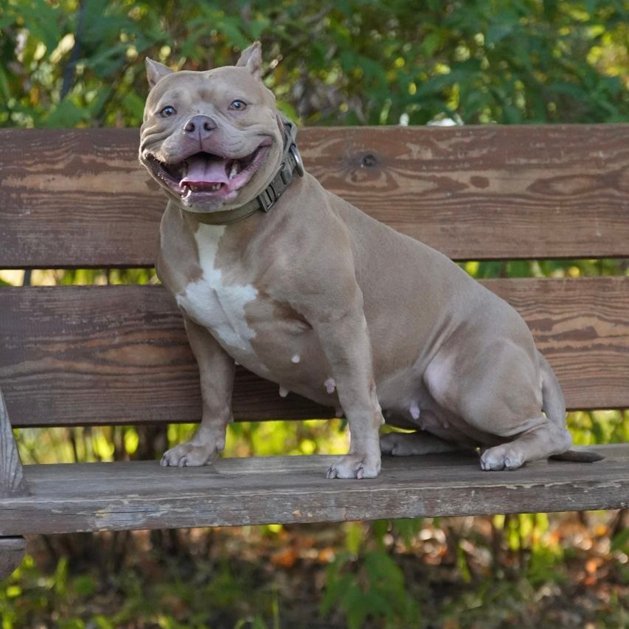 АмБулли Адель