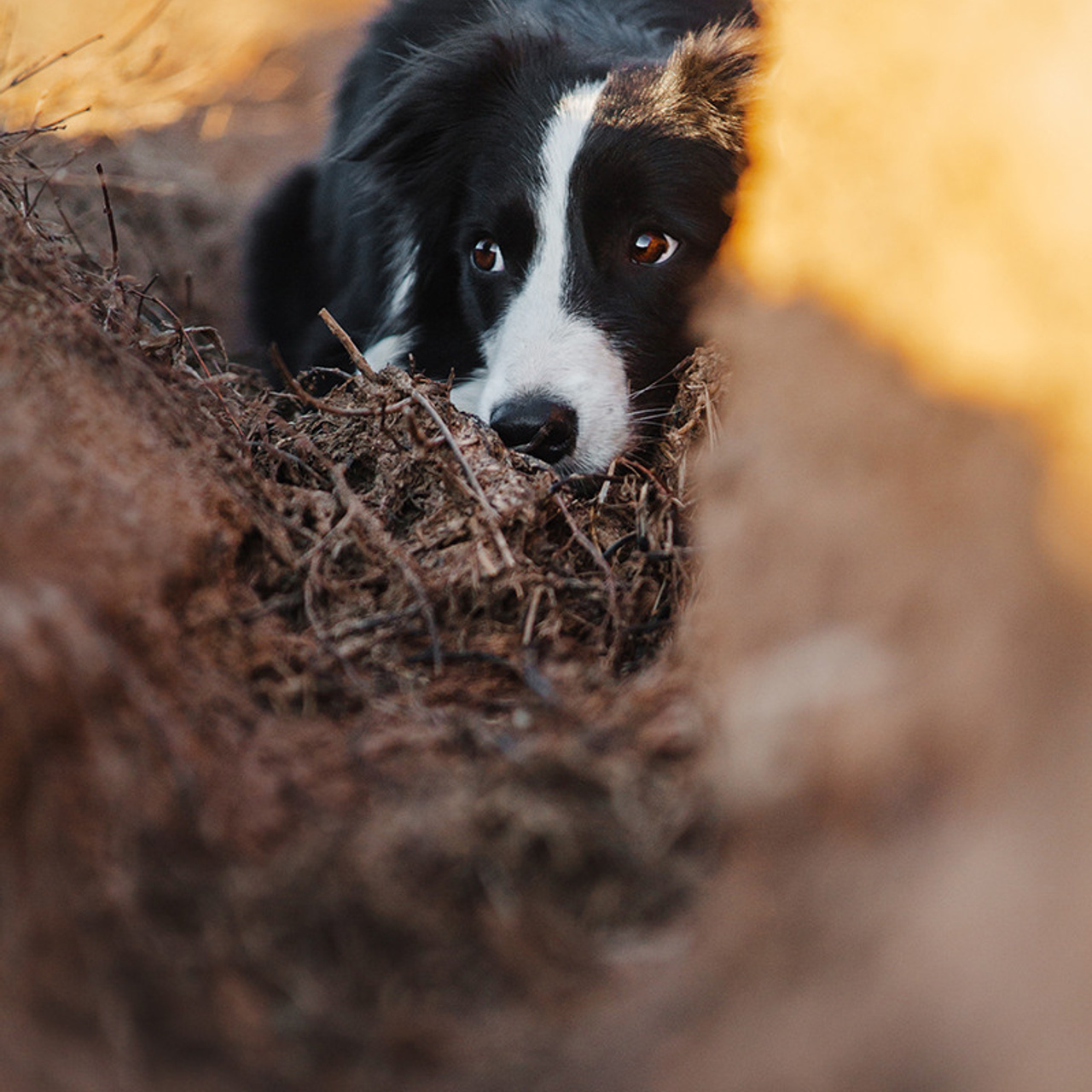 Таня и Шэгги. Фотограф Анна Тюрина