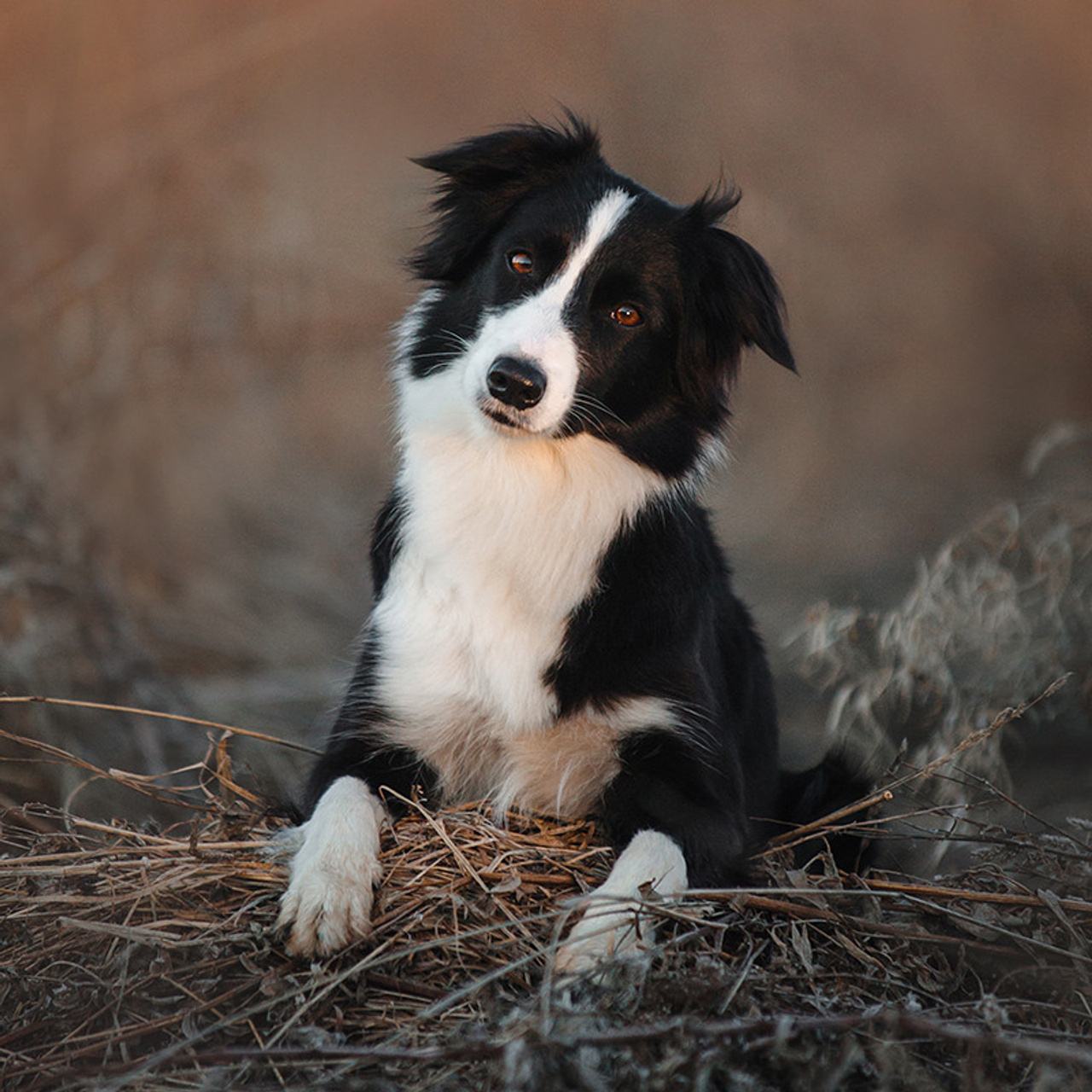 Таня и Шэгги. Фотограф Анна Тюрина