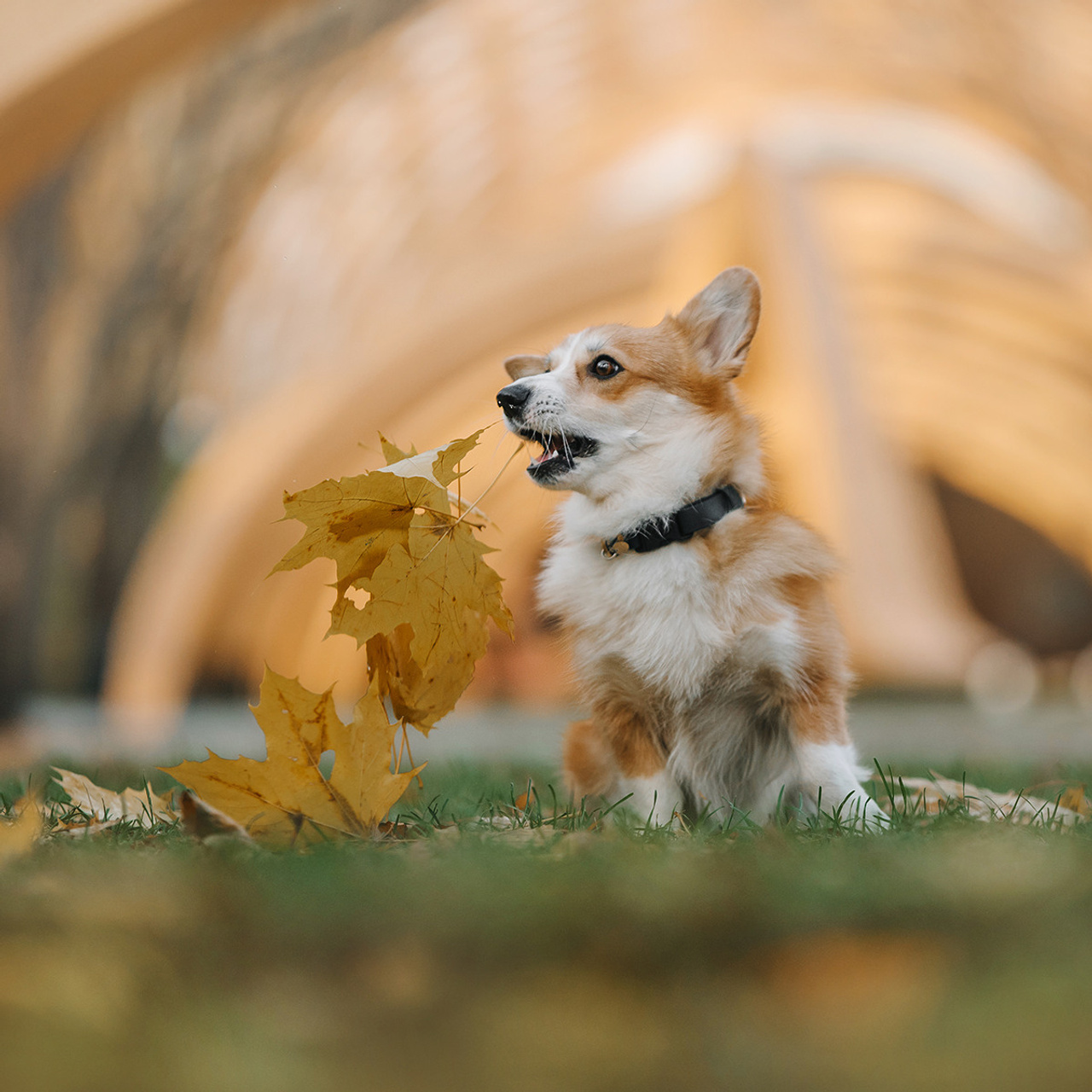 Катя, Саша и корги Люси. Фотограф Анна Тюрина