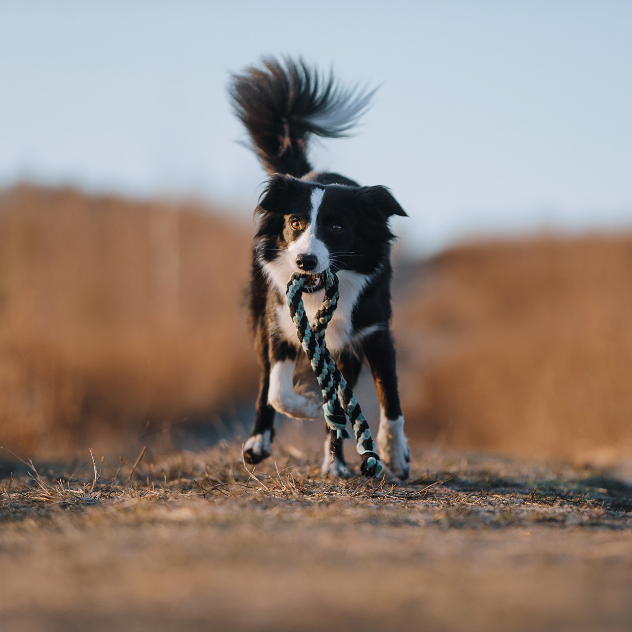 Таня и Шэгги. Фотограф Анна Тюрина