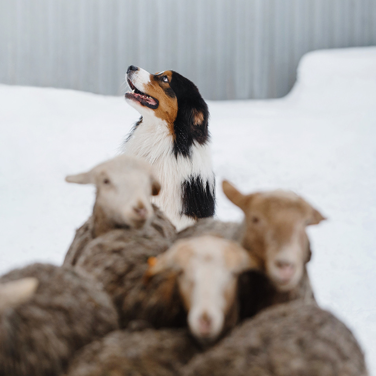 Пастьба в декабре. Фотограф Анна Тюрина