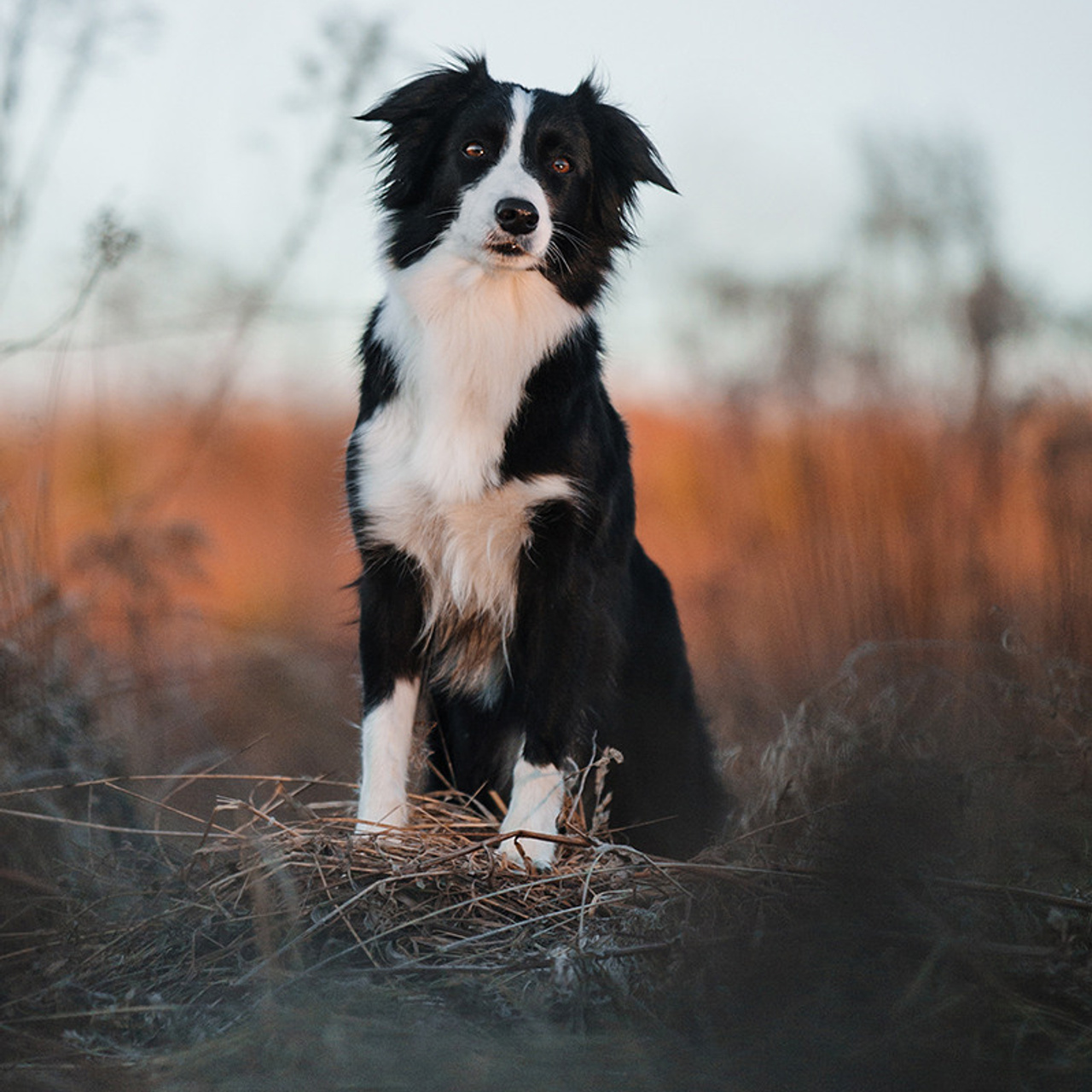 Таня и Шэгги. Фотограф Анна Тюрина