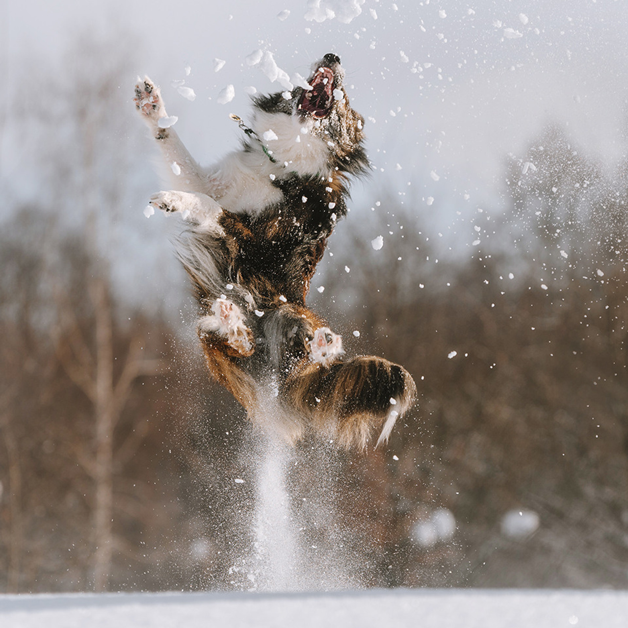 Пастьба в феврале. Фотограф Анна Тюрина