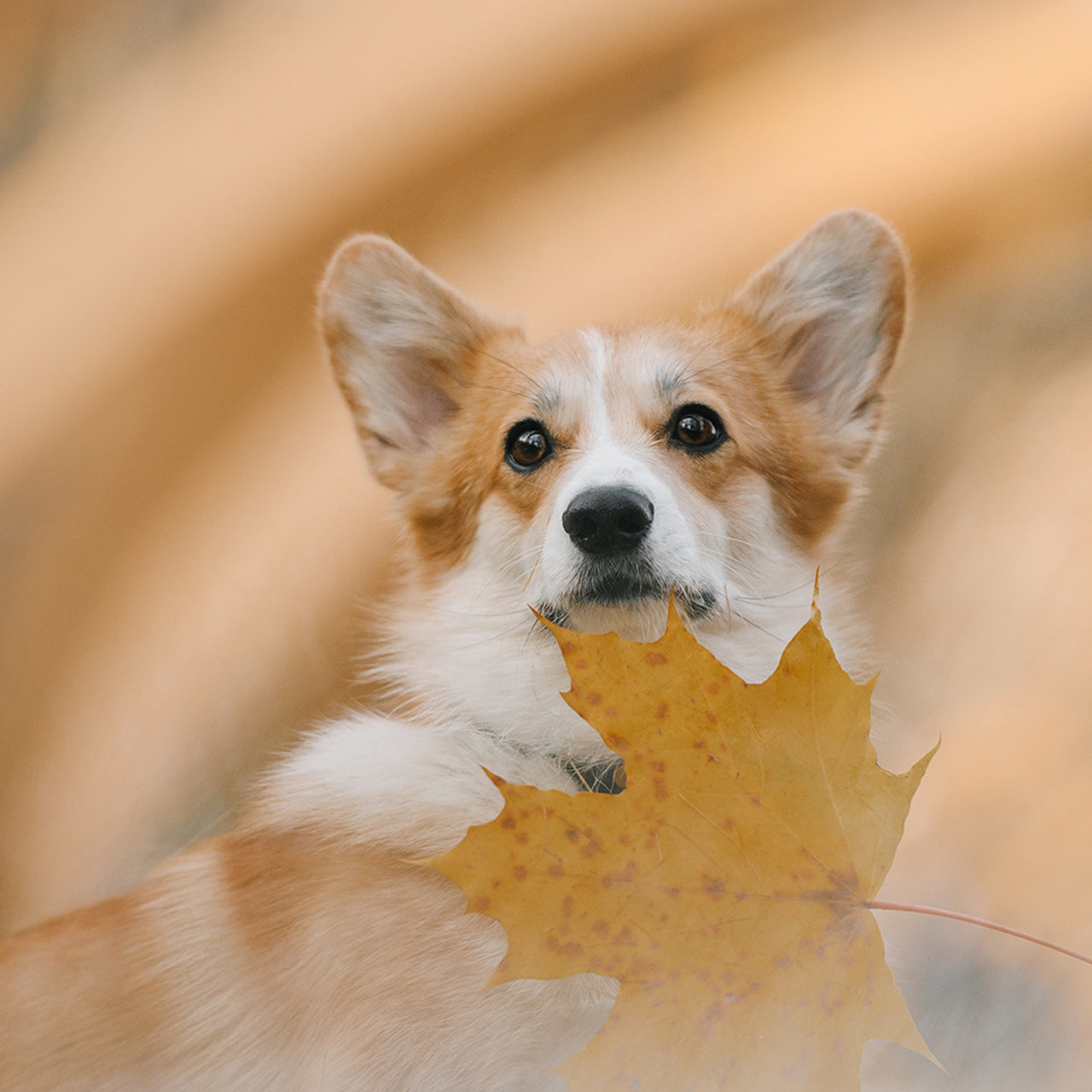 Катя, Саша и корги Люси. Фотограф Анна Тюрина