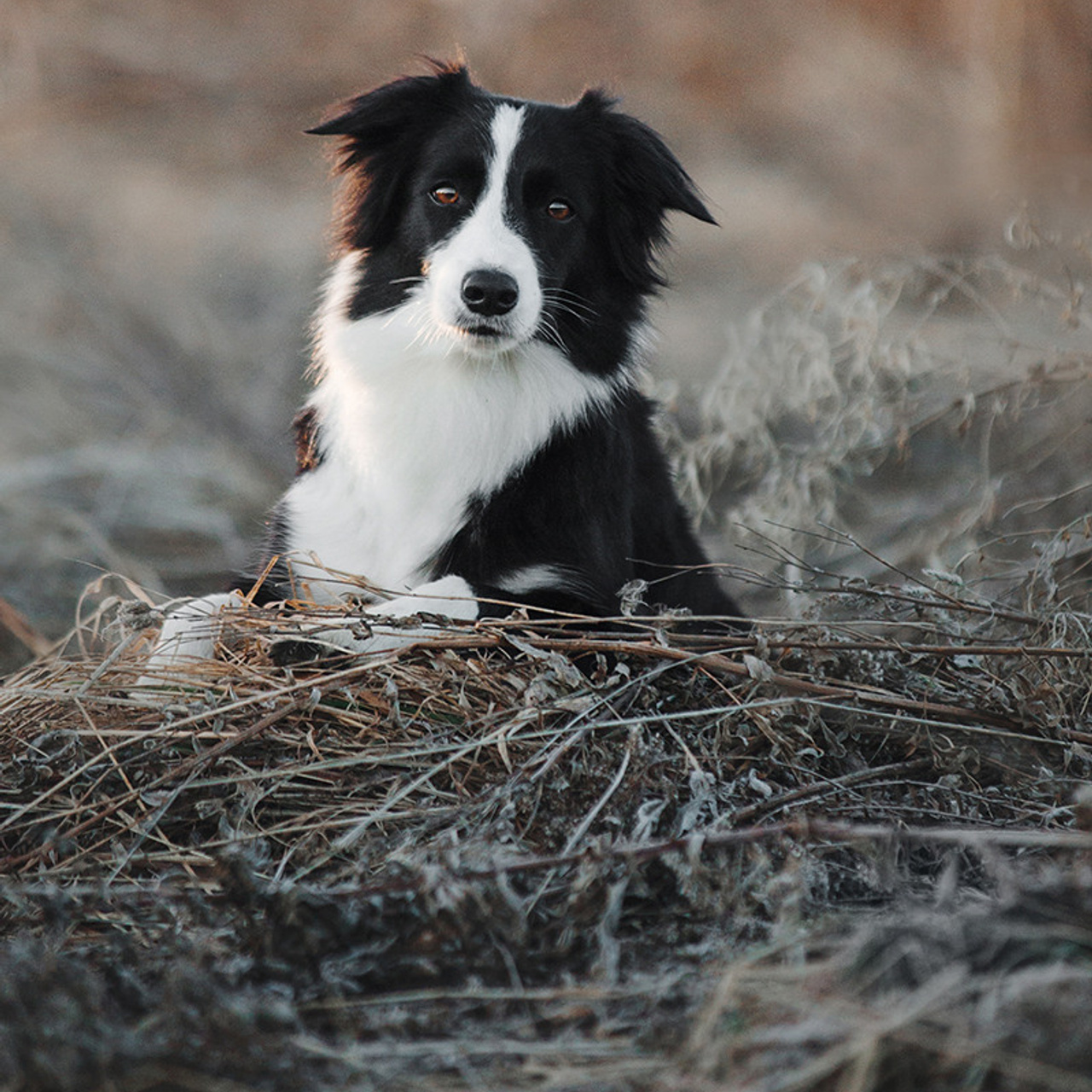 Таня и Шэгги. Фотограф Анна Тюрина