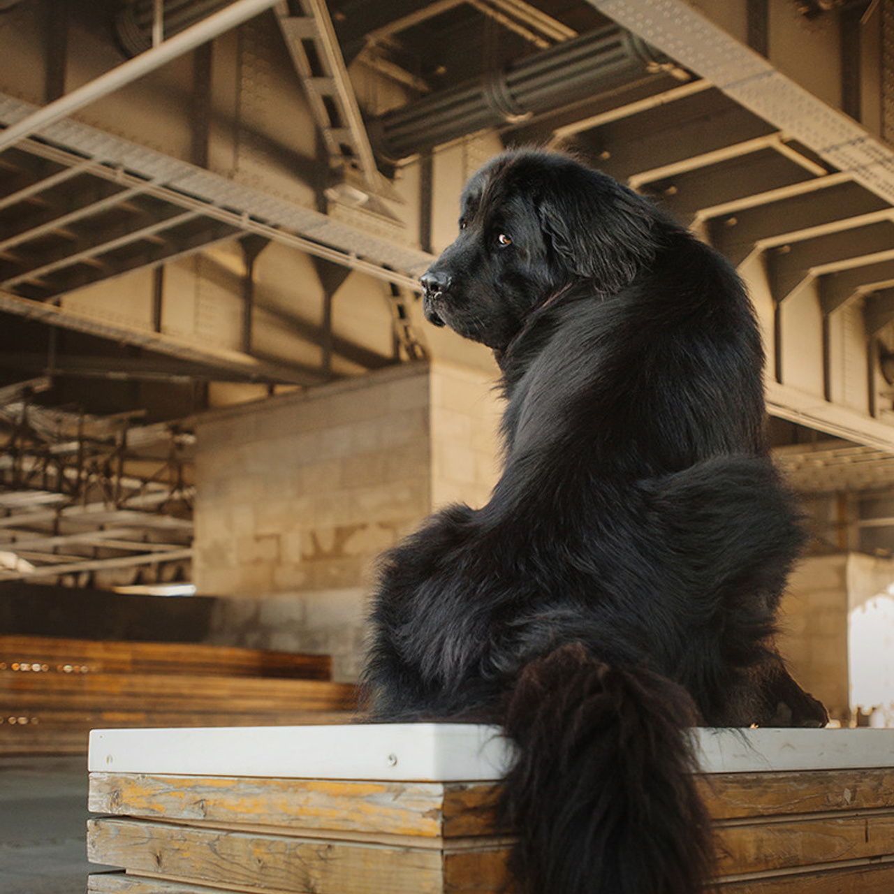 Виктория и Дейл. Фотограф Анна Тюрина
