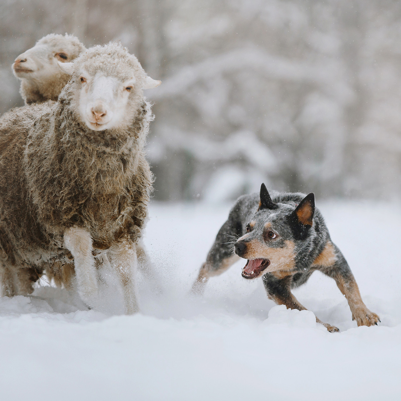Маша и Дип пасут овец. Фотограф Анна Тюрина