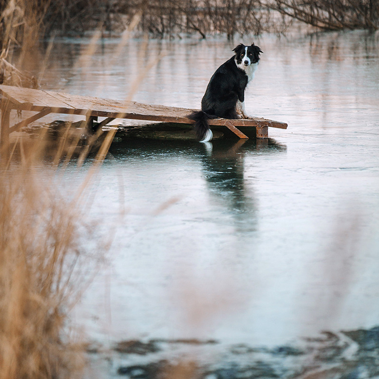 Таня и Шэгги. Фотограф Анна Тюрина