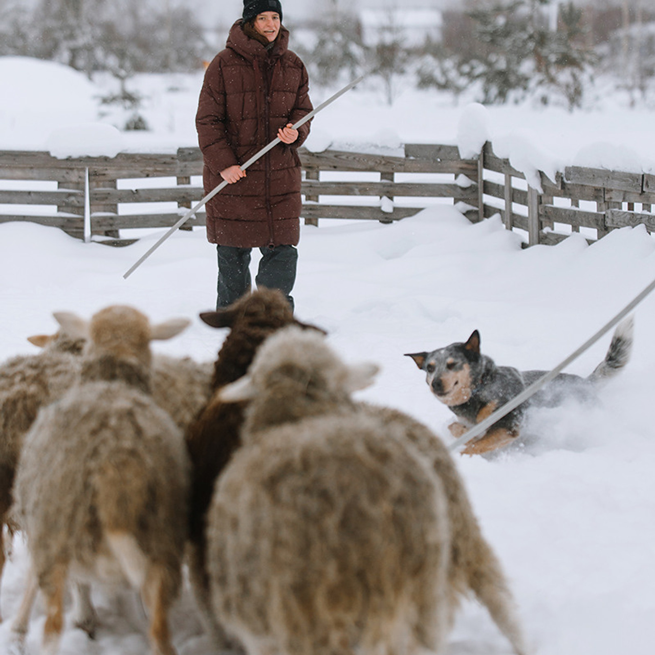 Маша и Дип пасут овец. Фотограф Анна Тюрина