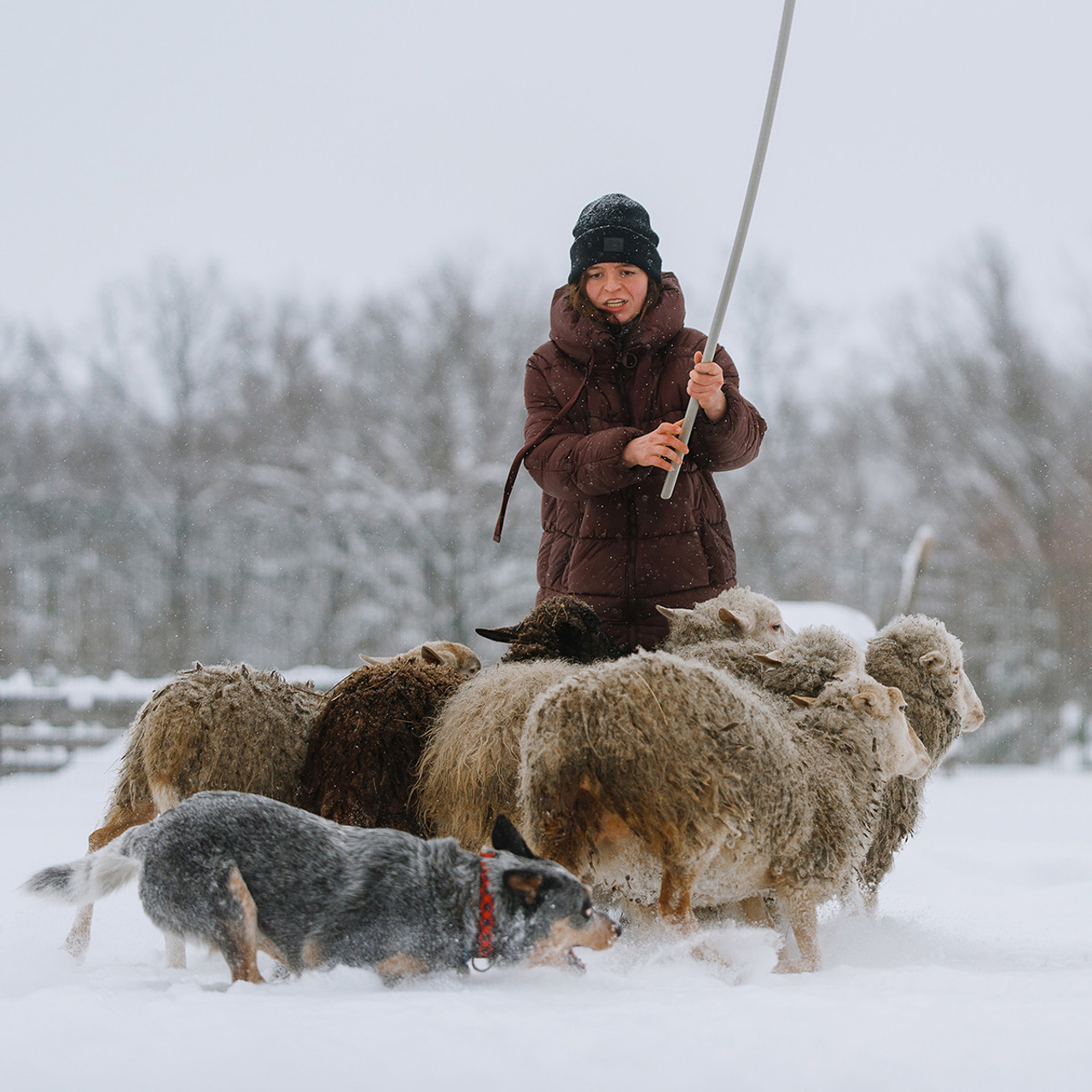 Маша и Дип пасут овец. Фотограф Анна Тюрина