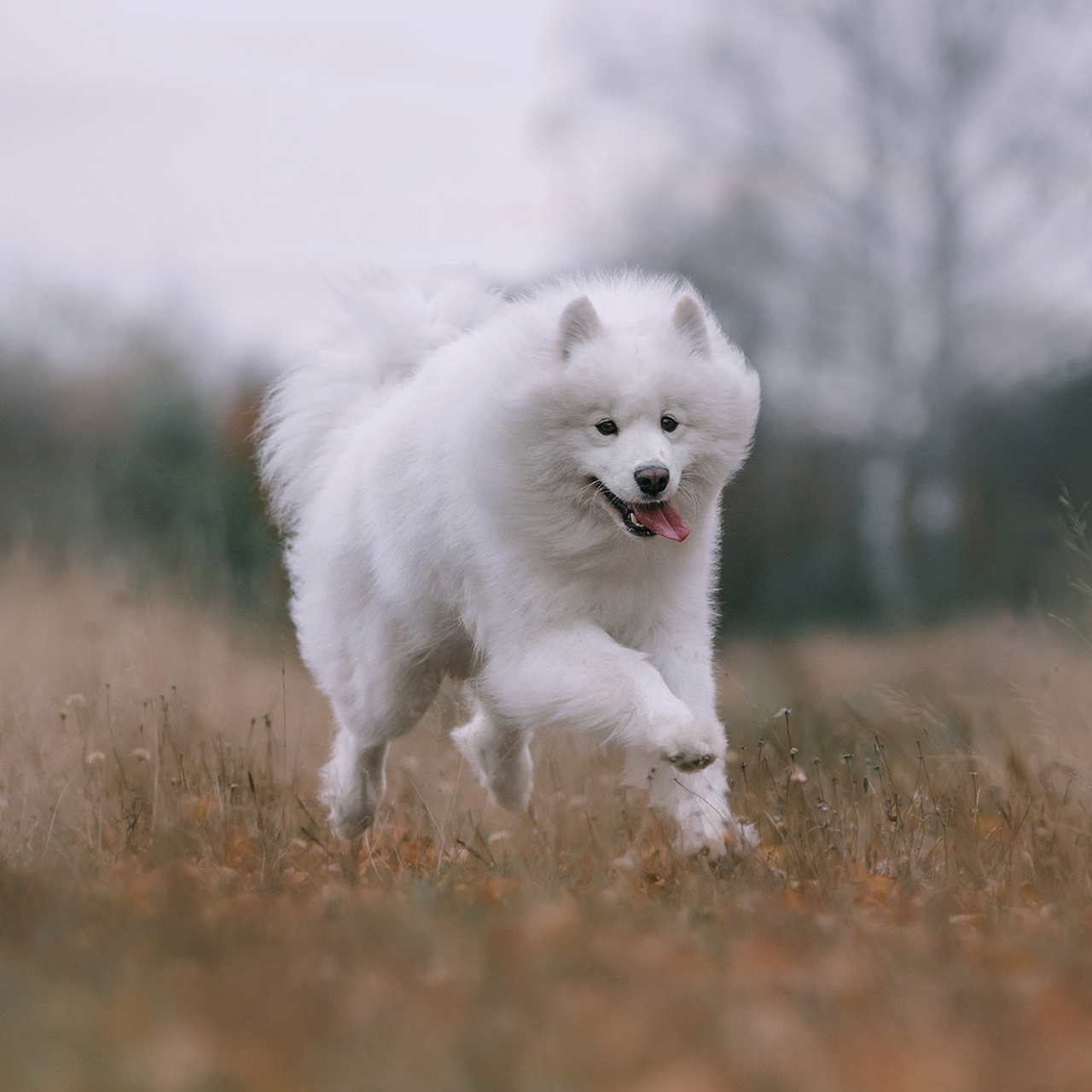 Елена и Эльза. Фотограф Анна Тюрина