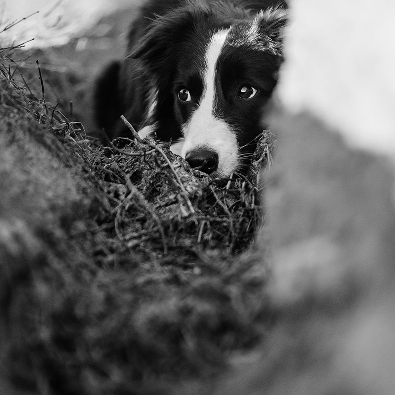 Таня и Шэгги. Фотограф Анна Тюрина