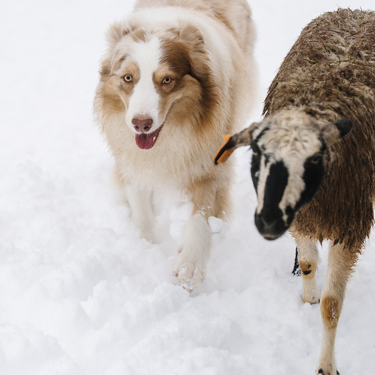Пастьба в декабре. Фотограф Анна Тюрина