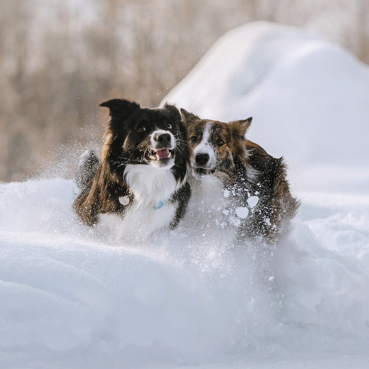 Пастьба в феврале. Фотограф Анна Тюрина