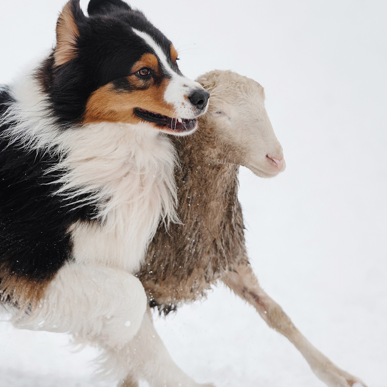 Пастьба в декабре. Фотограф Анна Тюрина