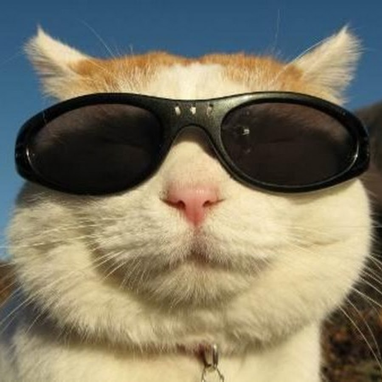 Googledonatebot отзывы