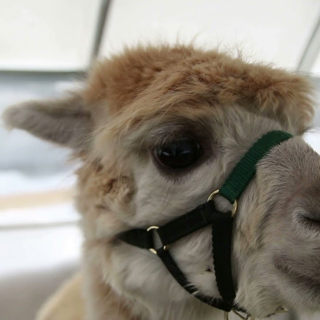 Прогулка с Альпаками