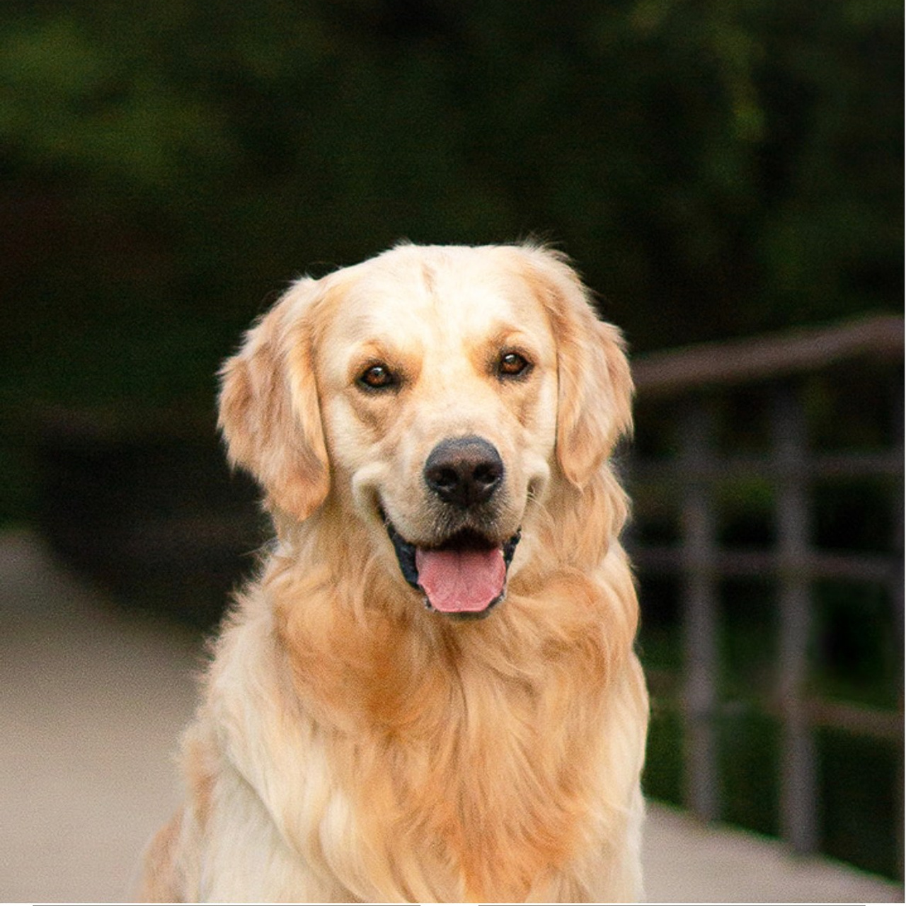 Отзывы. Фотограф анималист, семейный фотограф, фотограф собак Комратова Мария. г. Москва