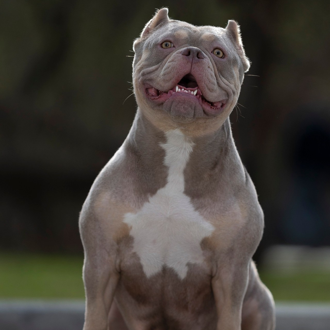 Отзывы. Фотограф анималист, семейный фотограф, фотограф собак Комратова Мария. г. Москва