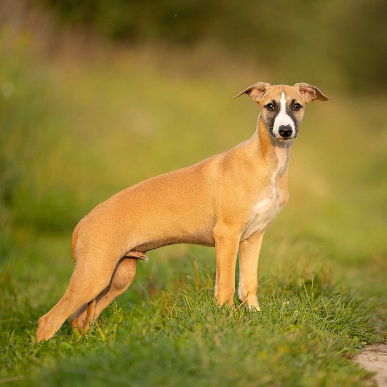 Отзывы. Фотограф анималист, семейный фотограф, фотограф собак Комратова Мария. г. Москва