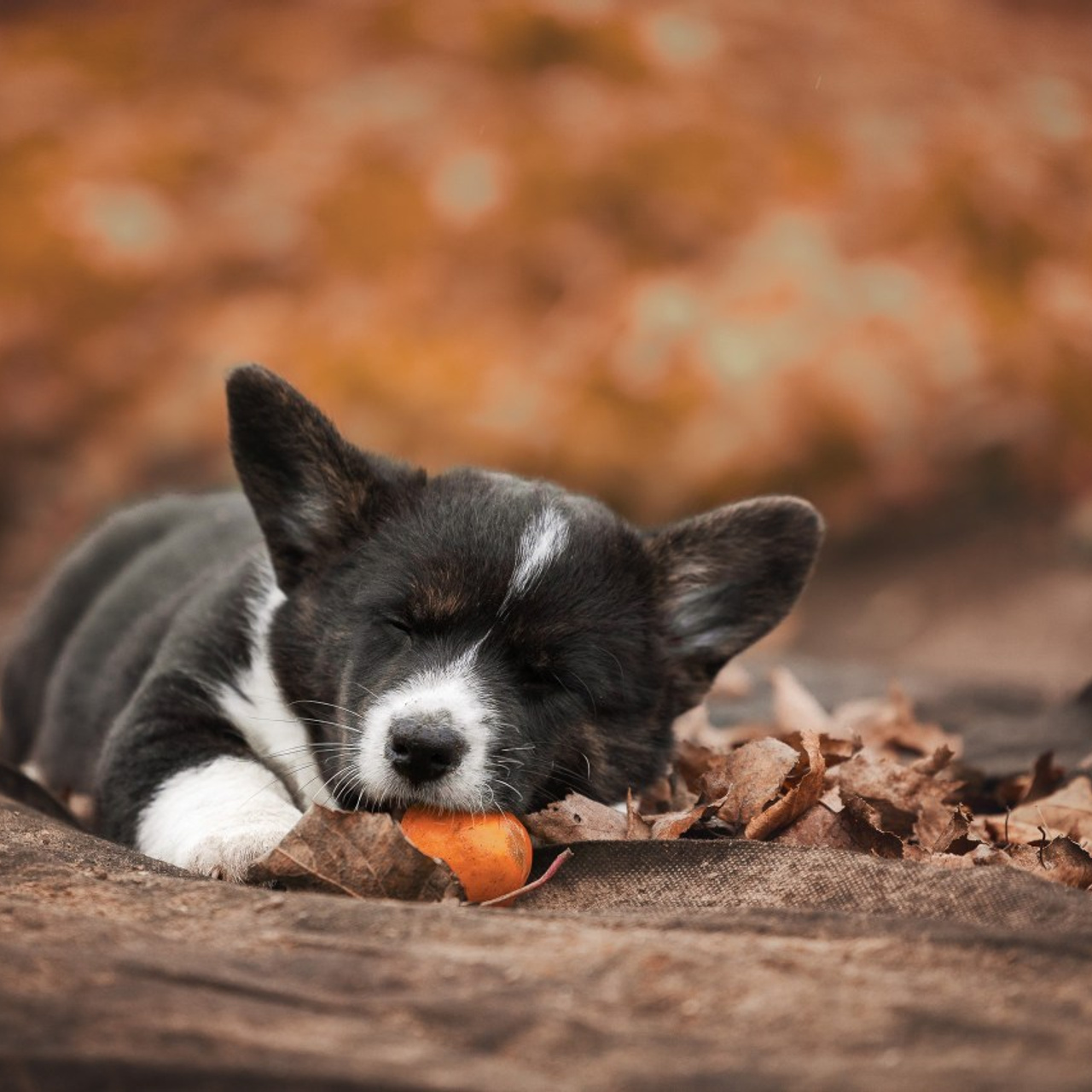 Отзывы. Фотограф анималист, семейный фотограф, фотограф собак Комратова Мария. г. Москва