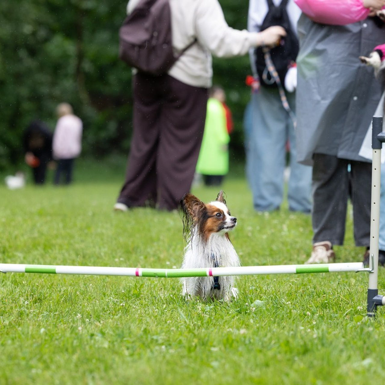 Отзывы. Фотограф анималист, семейный фотограф, фотограф собак Комратова Мария. г. Москва