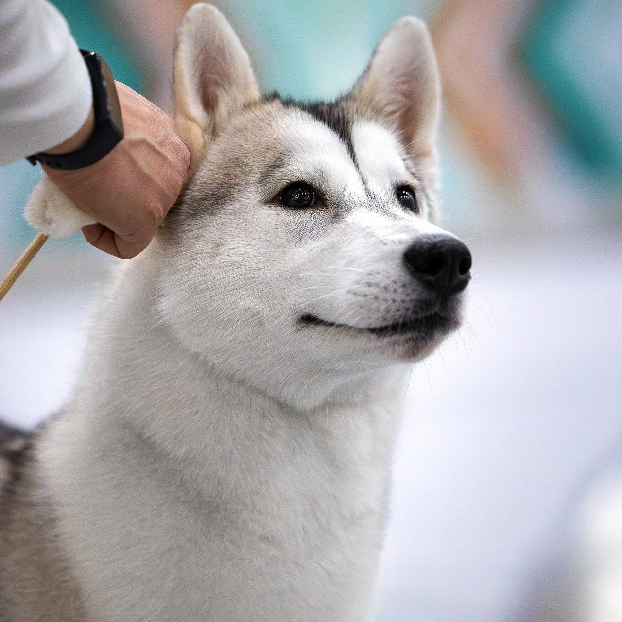 Отзывы. Фотограф анималист, семейный фотограф, фотограф собак Комратова Мария. г. Москва